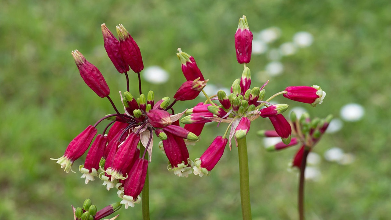 dichelostemma ida maia