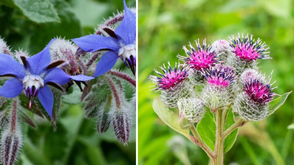 erbe spontanee da mangiare