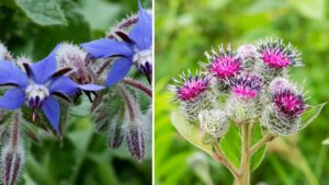 Tesori dell’autunno: erbe spontanee che puoi mangiare