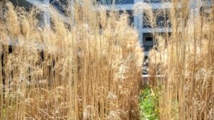 Le erbe ornamentali vanno potate prima dell’inverno?