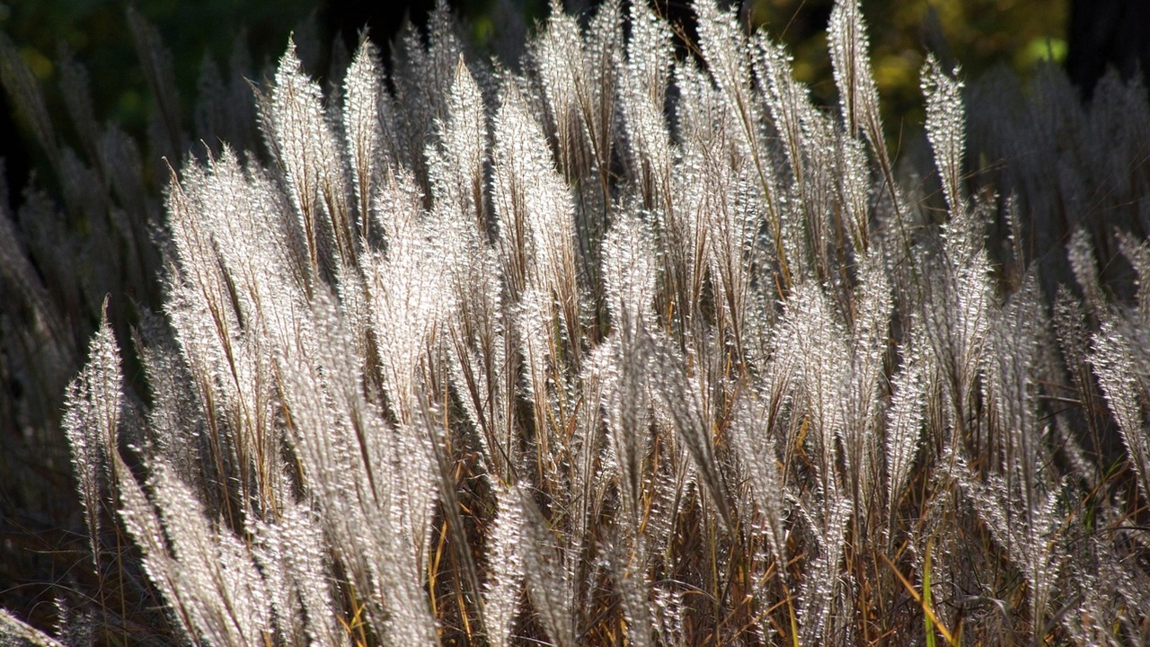 erbe ornamentali giardino