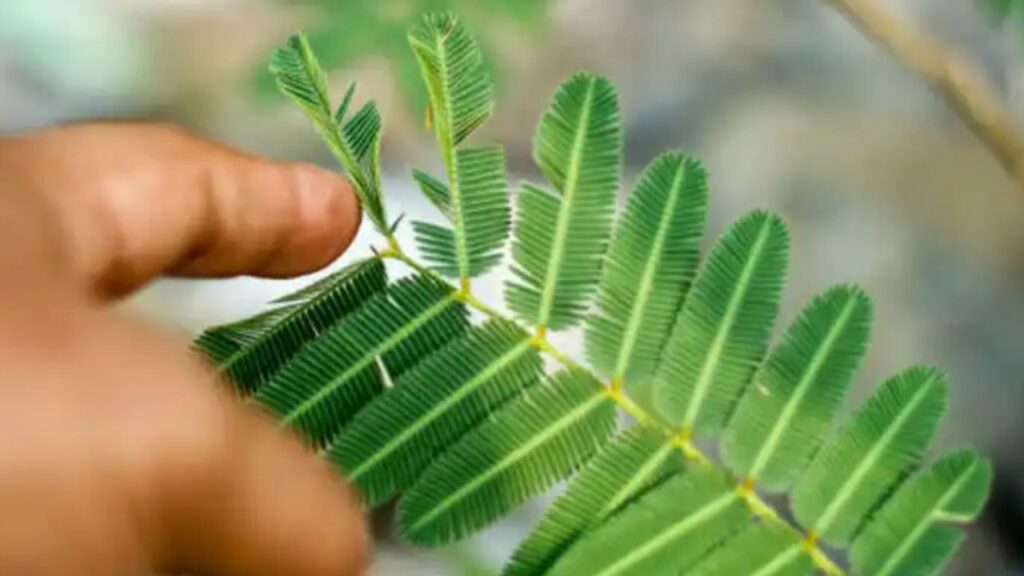 piantina in primo piano