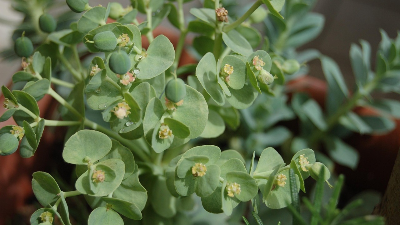 euforbia maculata