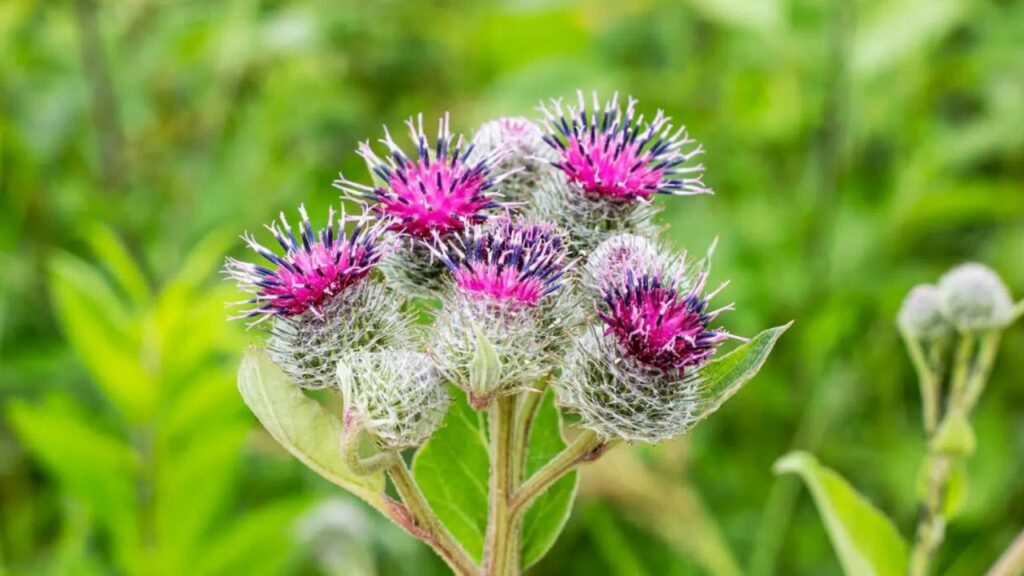 piantina inquadrata da vicino