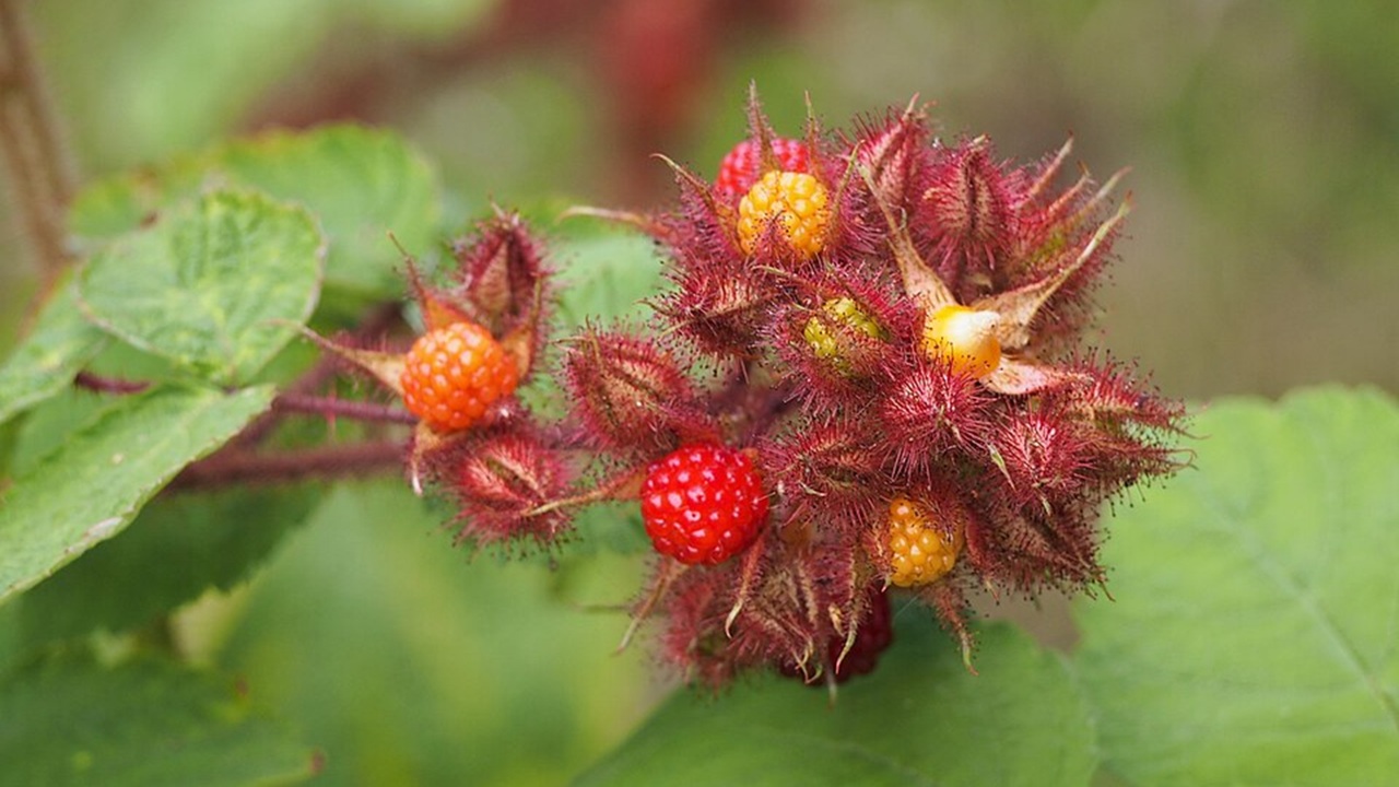 frutti insoliti Rubus phoenicolasius
