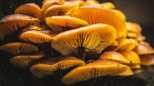 Funghi al posto della carne: mito o realtà?