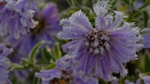 Prima gelata e gelata intensa: che differenze ci sono?