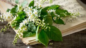 Il gelsomino dei poeti: fragranza, simbolo e poesia