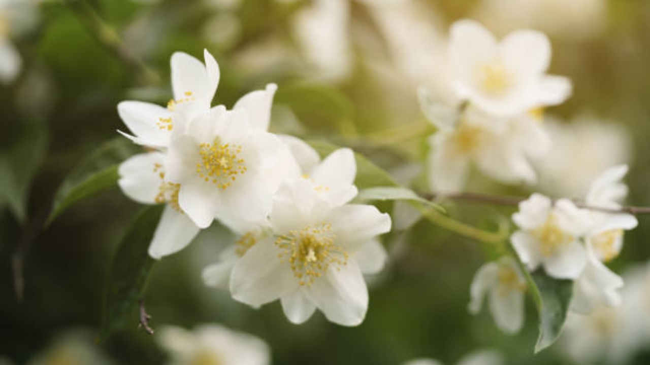 pianta di gelsomino dei poeti