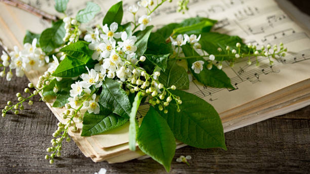 gelsomino dei poeti raccolto