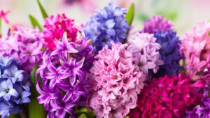 Il giacinto: profumo, colori e segreti di coltivazione