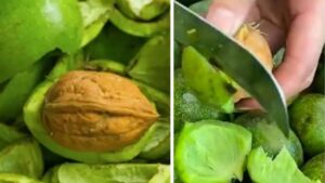 Verde e preziosa: la noce che cura, protegge e ispira