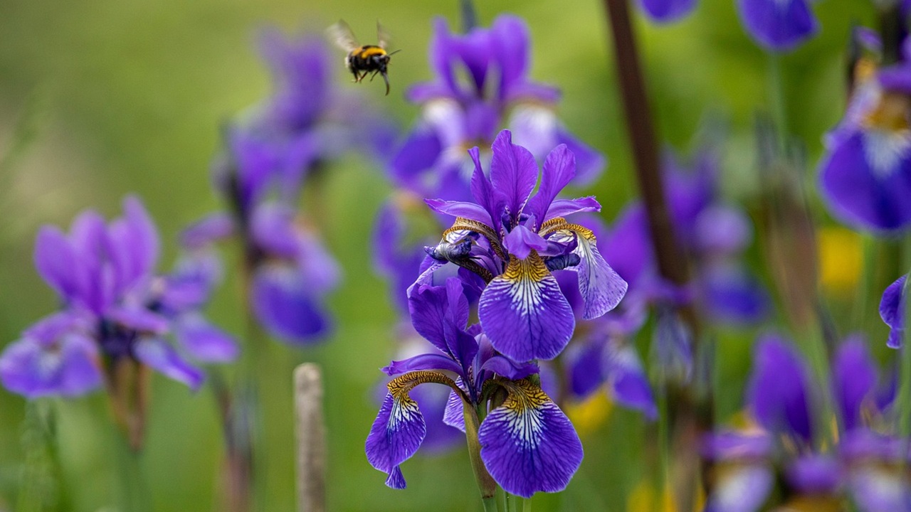 iris radice