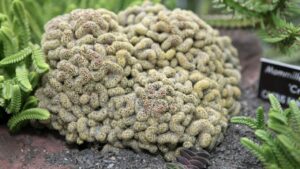 Pianta grassa cervello – la Mammillaria elongata cristata, perfetta per Halloween