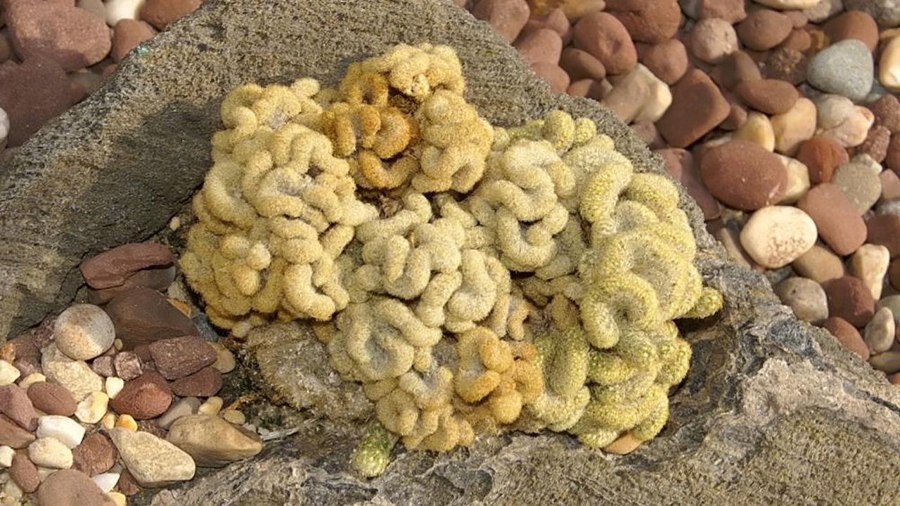 mammillaria elongata cristata