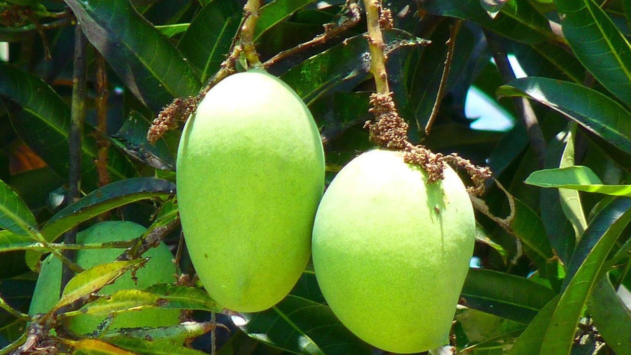 mango