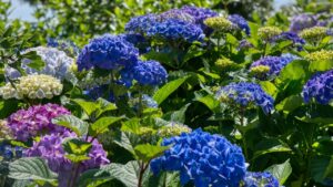 Mai potare e concimare le ortensie in autunno: si tratta di due gravi errori