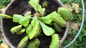 Come proteggere le piante carnivore in inverno?