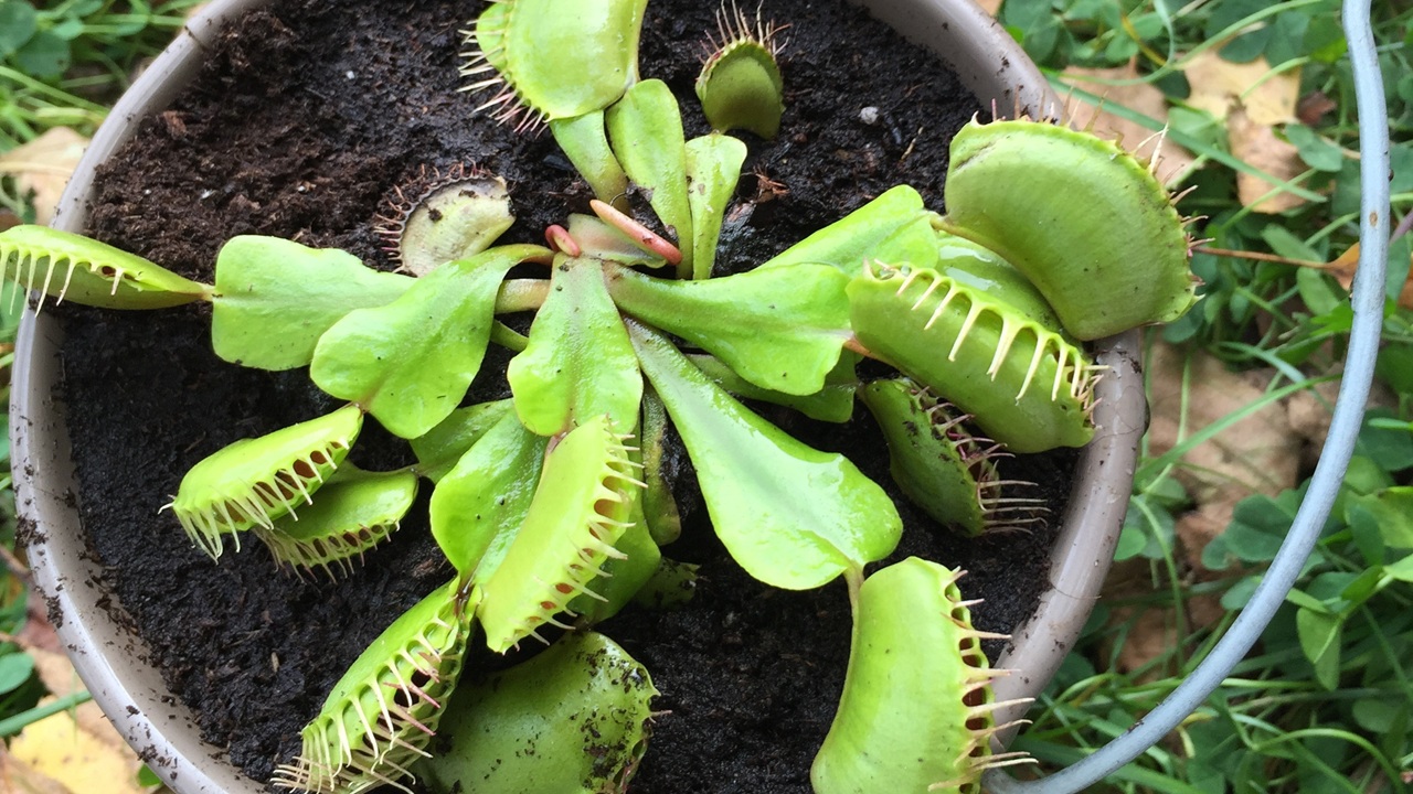 piante carnivore inverno