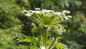 Piante velenose che non sapevi di avere in casa o in giardino