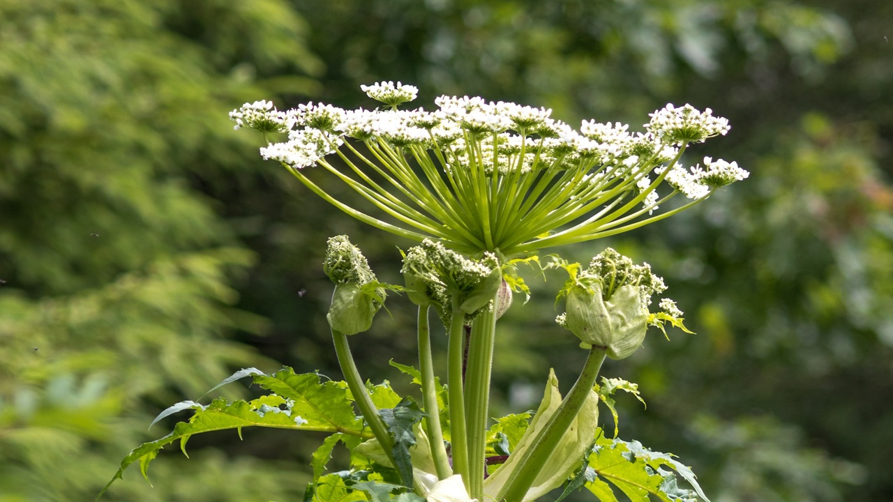 piante velenose panace