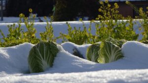 Come proteggere le verdure dell’orto dal gelo dell’inverno