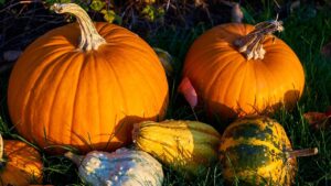 Come raccogliere e conservare le zucche in modo che durino fino ad Halloween