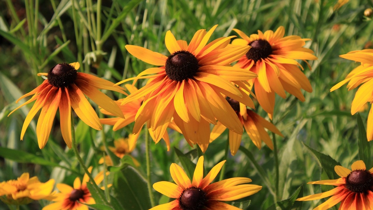 rudbeckia