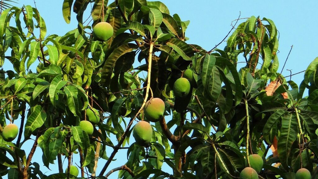 Talea di mango: conviene propagarlo in questo modo