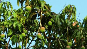 Talea di mango: conviene propagarlo in questo modo