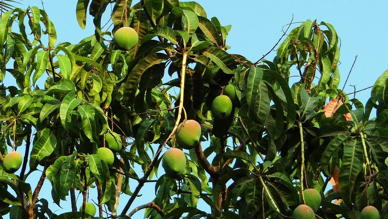 talea mango