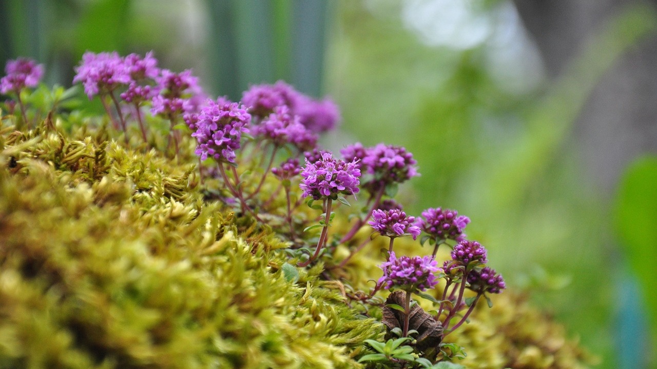 timo serpillo intemperie