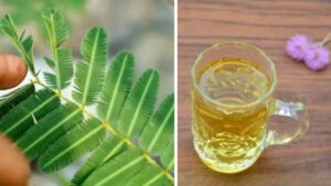 I benefici digestivi della Mimosa Pudica: un depuratore naturale per l’intestino