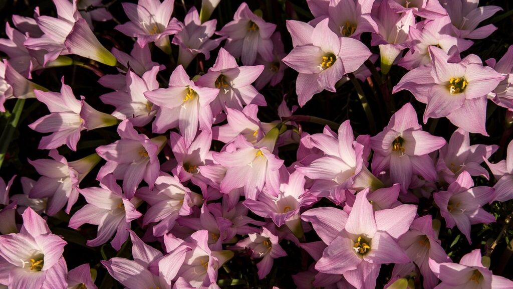 Zephyranthes: trucchi e segreti per coltivare con successo il giglio della pioggia