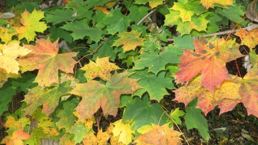 L’acero: guida pratica a ogni tesoro commestibile dell’albero