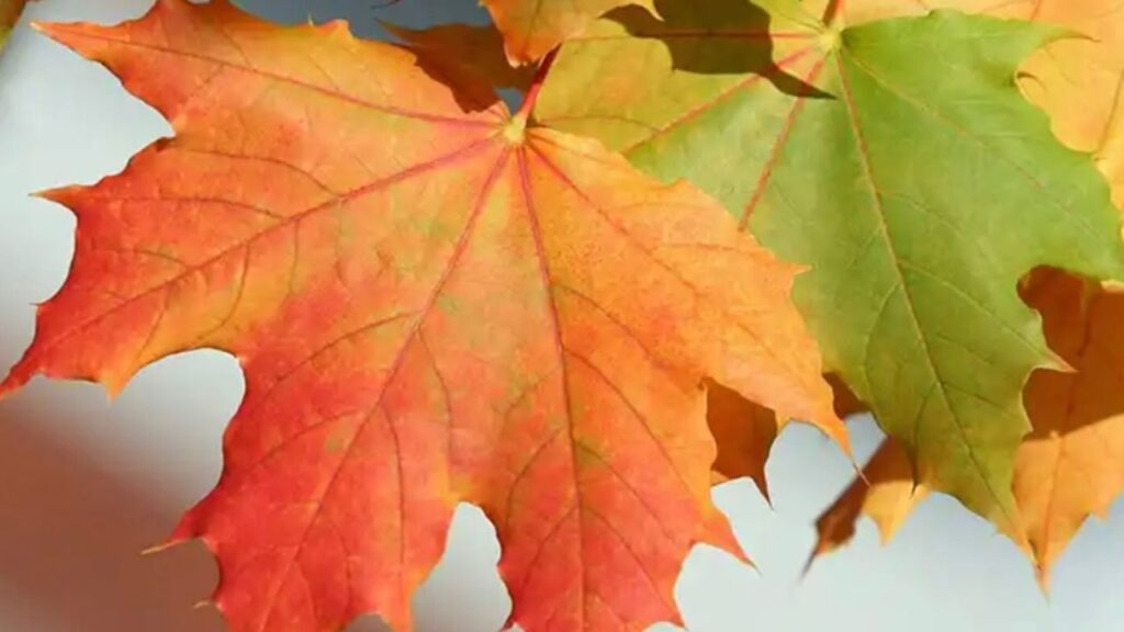 Foglie arancioni e verdi