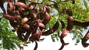 La forza segreta dell’acacia a tre spine: applicazioni nella vita di ogni giorno