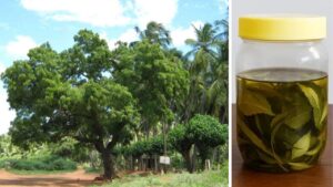 Dalla natura un miracolo verde: le virtù del Neem