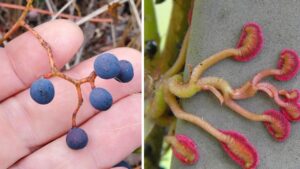 Virginia Creeper: l’edera rossa d’autunno che nasconde un lato pericoloso