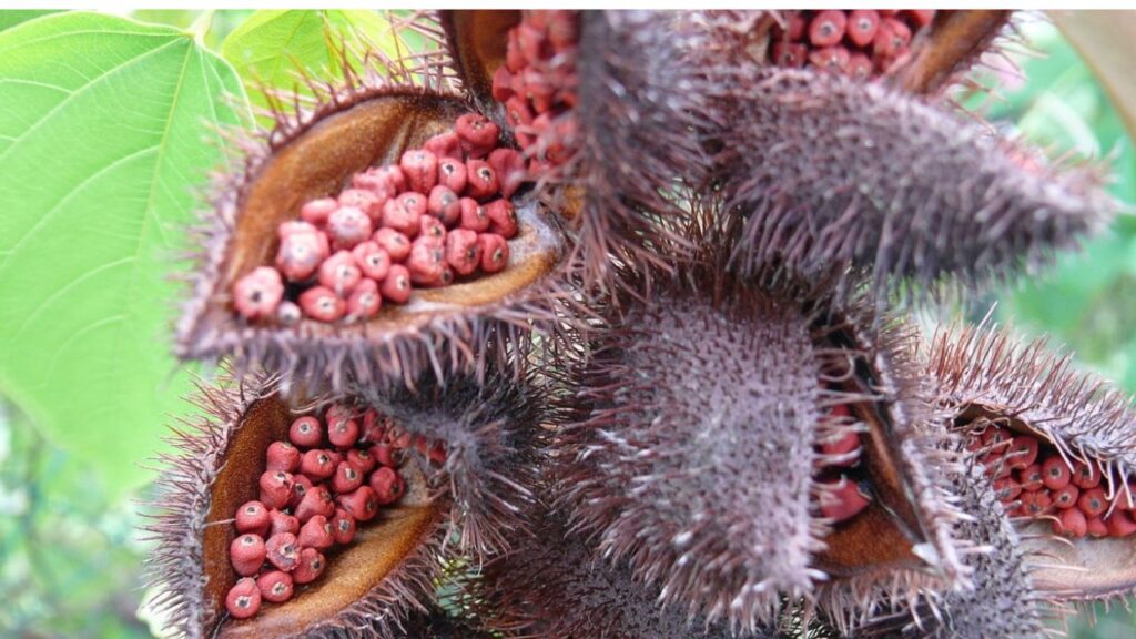 Bixa orellana: il segreto colorato della natura tra salute e tradizione