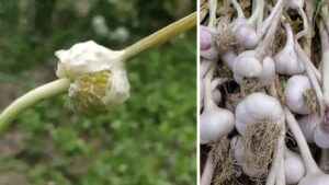 Le perle curative della natura: il potere dei bulbilli d’aglio