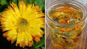 Calendula officinalis: le proprietà che la rendono un rimedio naturale completo