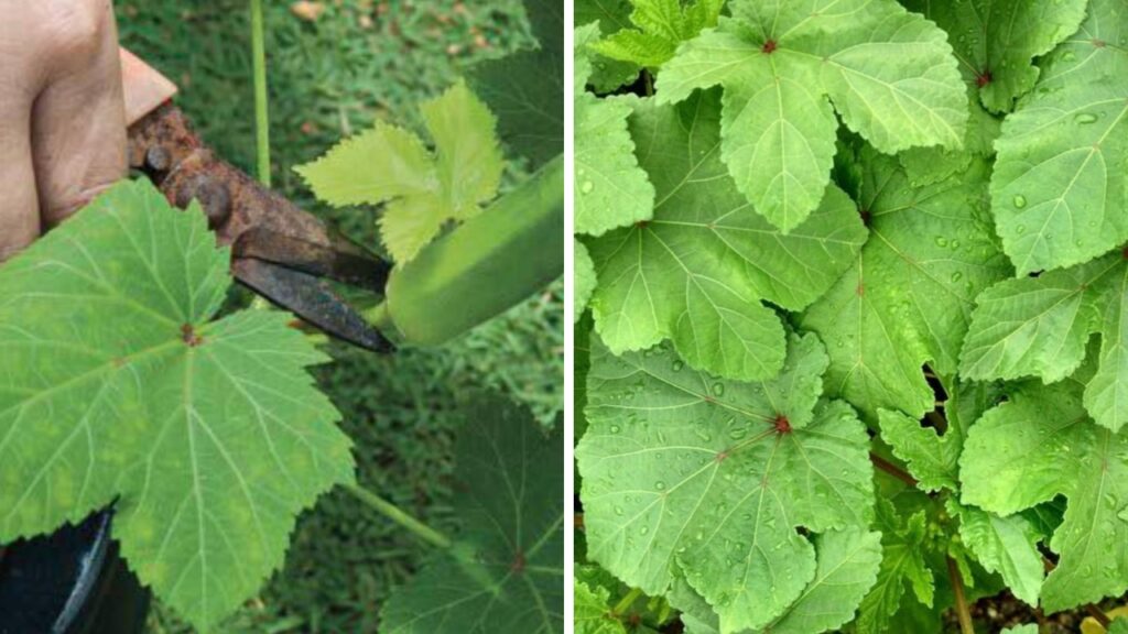 Benefici delle foglie di okra