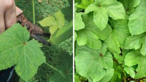 Tutto sulle foglie di okra: salute e sapore nascosto