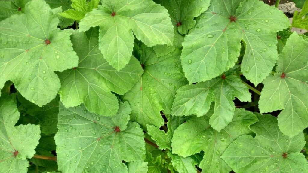 Foglie benefiche per la salute