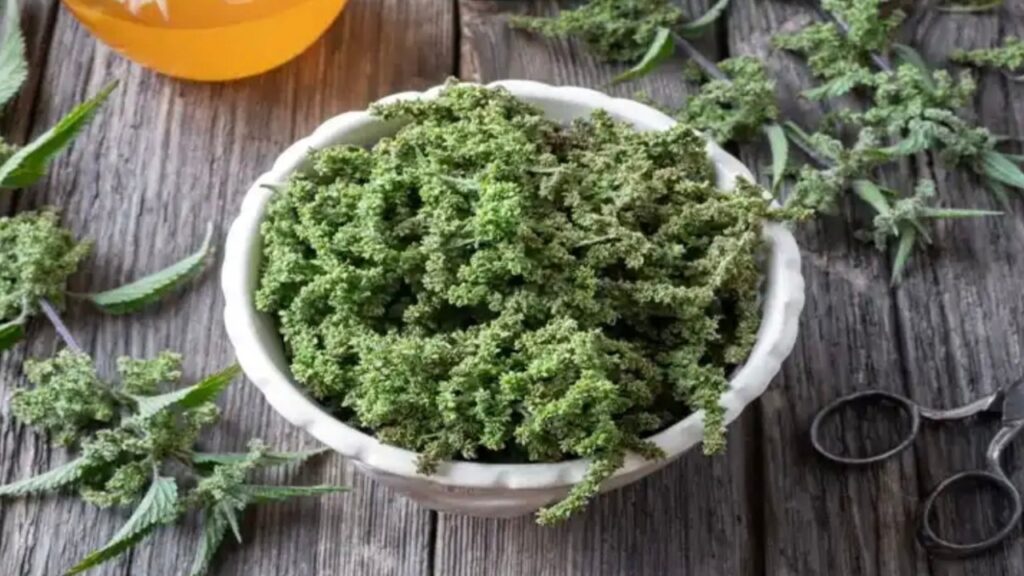 Benefici dell’ortica