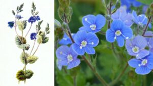 Tra cielo e terra: i segreti della Veronica, il fiore azzurro dei prati