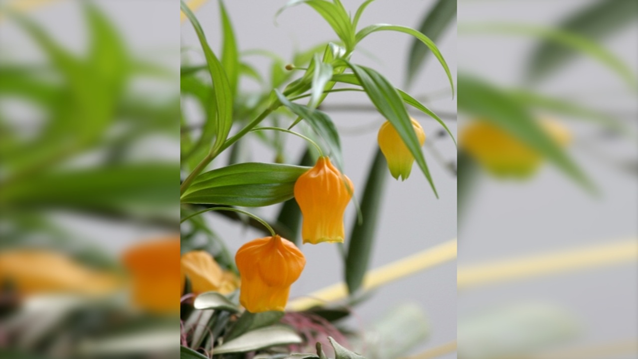 sandersonia aurantiaca fiori