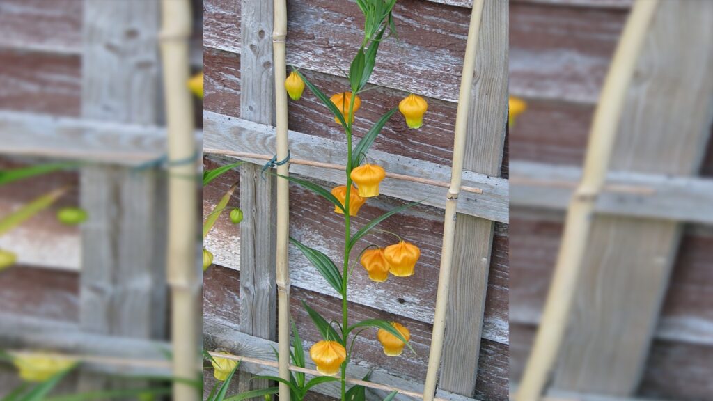 Sandersonia aurantiaca: come coltivare con successo le campane di Natale