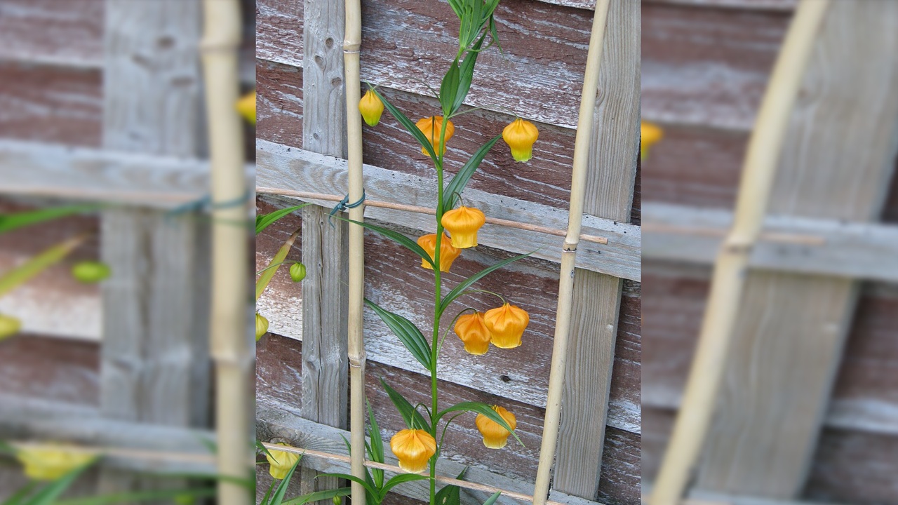sandersonia aurantiaca
